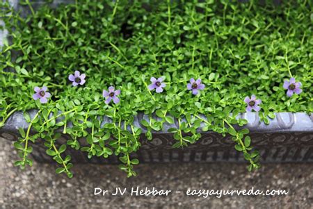 Brahmi (Bacopa Monnieri) Benefits, Dose, Side Effects, Research