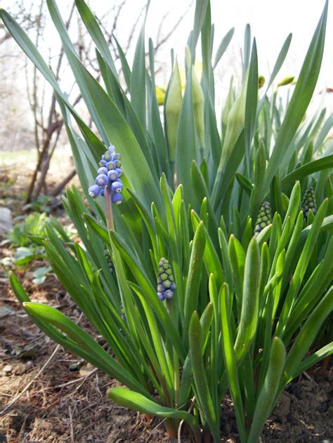 Budding Flower by deviantjm on DeviantArt