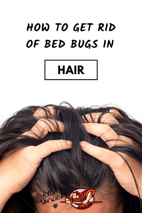 bed bugs in hair treatment - As Nice Weblogs Navigateur