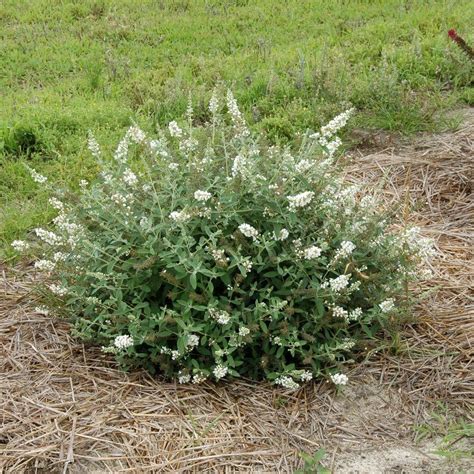 Proven Winners 4.5 in. Qt. Lo and Behold 'Ice Chip' Butterfly Bush (Buddleia) Live Shrub, White ...