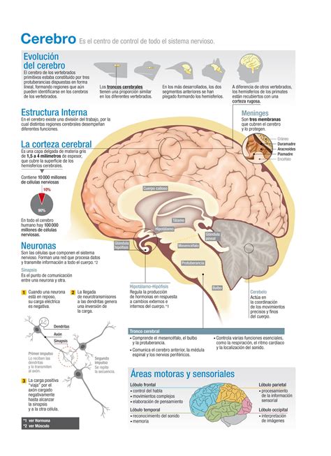 infografías-toledo: Cerebro