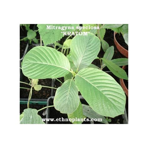 Kratom, Mitragyna speciosa Seeds pods for sale