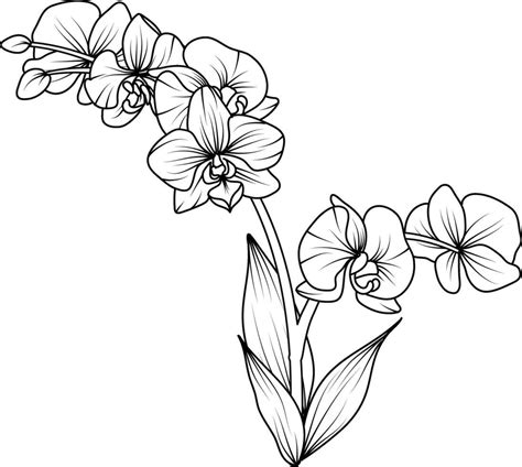 Orchid black and white vector drawing 29136447 Vector Art at Vecteezy