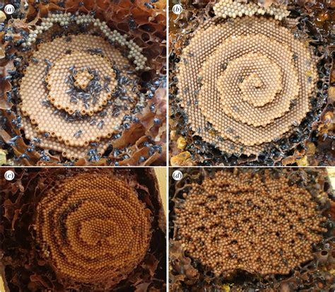 Scientists Crack the Mathematical Mystery of Stingless Bees' Spiral Honeycombs | Smithsonian