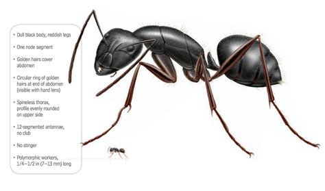 What Do Carpenter Ants Look Like - Carpenter Ants Identification