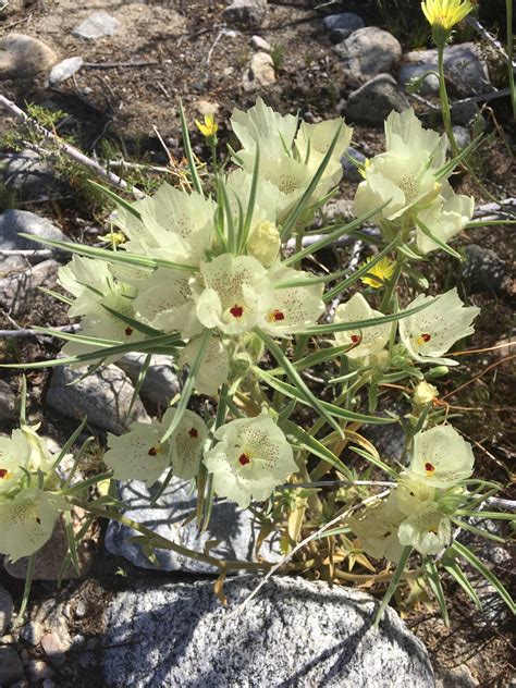 Ghost flower from a recent desert scrub expedition : r/Ceanothus