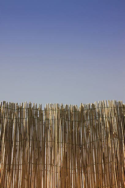 70+ Bamboo Privacy Fence Stock Photos, Pictures & Royalty-Free Images - iStock