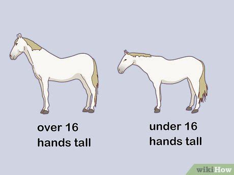 How to Measure the Height of Horses: 11 Steps (with Pictures)