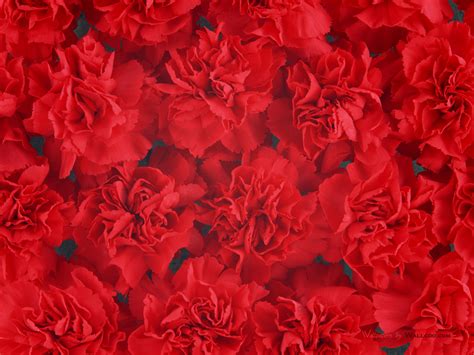 Red Flowers Background wallpaper | 1600x1200 | #83354