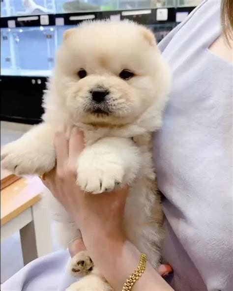 The Most Adorable Chow Chow Puppy the Teddy Bear [Video] | Cute animal ...