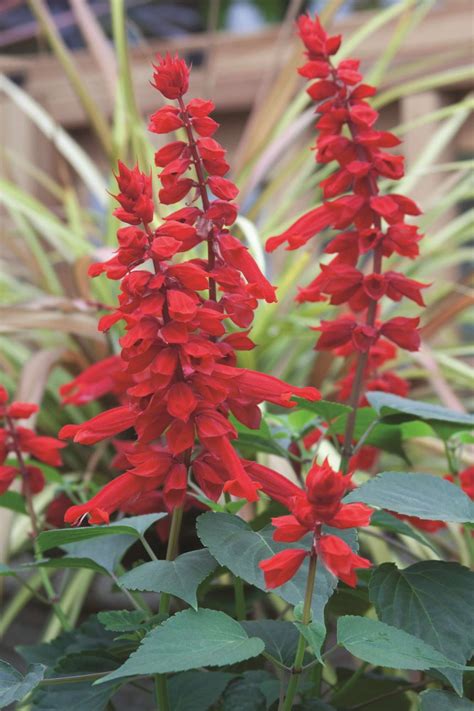 4 New Salvia Varieties For 2014 - Greenhouse Grower