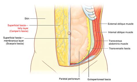 Visceral Fat vs. Subcutaneous Fat — What's the Difference? - Peter Attia