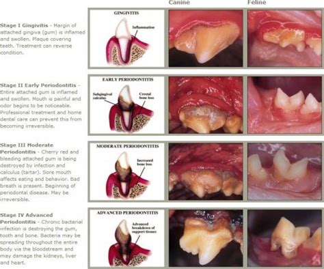 How Do You Treat Advanced Periodontal Disease In Dogs