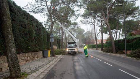 Boadilla del Monte pone en marcha su plan anual de poda - DIARIO DE BOADILLA