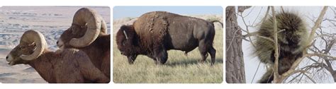 Badlands Wildlife | Badlands Natural History Association