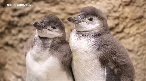 Shedd Aquarium seeks help naming its newest penguins - ABC7 Chicago