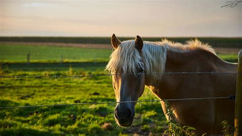 Free stock photo of bronco, desktop backgrounds, HD wallpaper