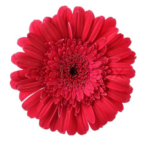 Red daisy flower isolated over white background | Stock Photo | Colourbox