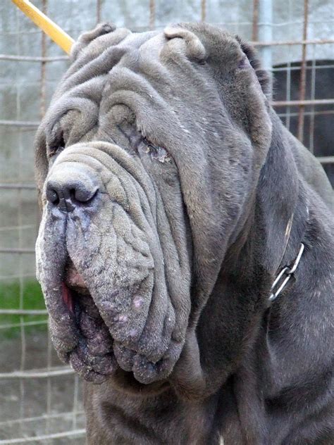 Dogs Info: Neapolitan Mastiff Photos | Dogs Photos 2012