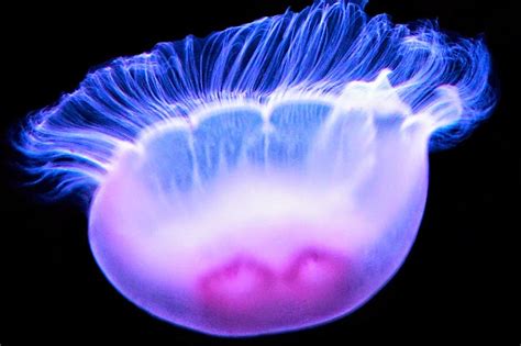 Bioluminescent | Bioluminescent jellyfish, Bioluminescence, Jellyfish