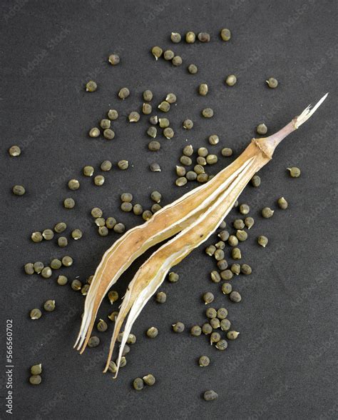 okra seed grains,okra seed,okra seeds close-up in dried okra plant ...