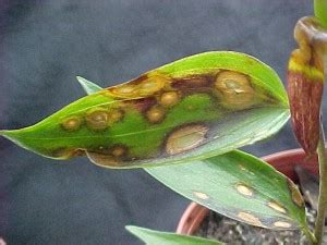 Botrytis blight - Plant & Pest Diagnostics