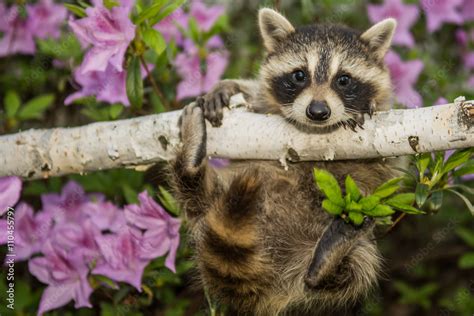 Baby Raccoon Stock Photo | Adobe Stock