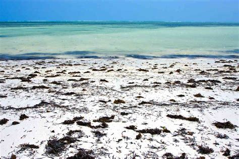 The Ultimate Guide To Seaweed On Cancun Beaches - Addicted to Vacation