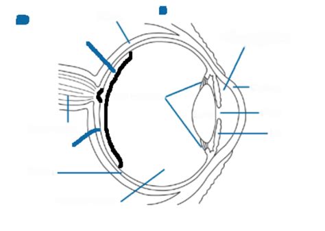 Sheep Eye Anatomy Diagram | Quizlet
