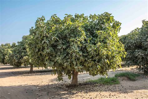 Are Figs Vegan? - Valley Fig Growers