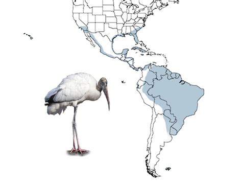 Where Do Wood Storks Go During Migration? - Avian Report