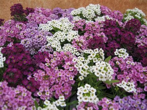 200 PCS Alyssum mix seeds Lobularia maritima Alyssum maritimum | Etsy