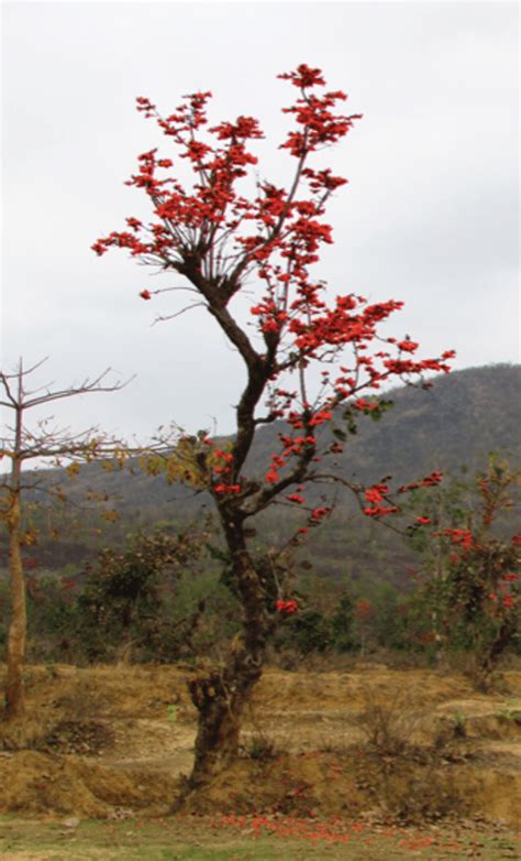 Plant Palash Trees | Greenverz