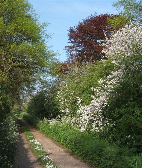 Hedgerows for Wildlife Gardens – Backyard Habitat Art of Stone Gardening