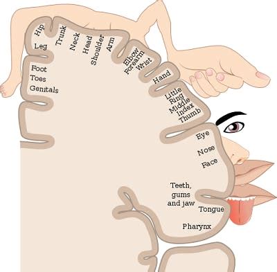 Primary Motor Cortex Damage: Symptoms and Treatment