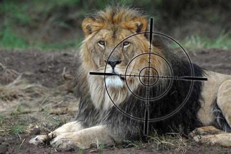 Trophy Hunting - FOUR PAWS in US - Global Animal Protection Organization