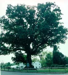 Maryland State Tree - White Oak