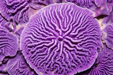 Premium AI Image | Smooth surface of purple brain coral