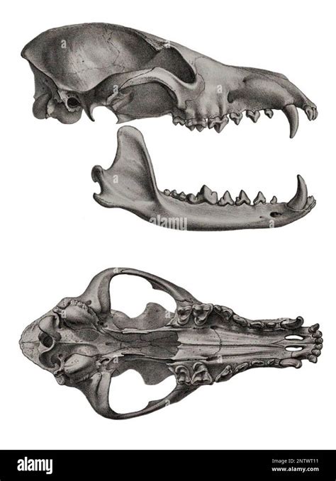 Maned wolf skull Stock Photo - Alamy