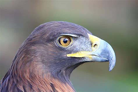 Golden Eagle In Zoo Golden Eagle Aquila Chrysaetos Wild Photo Background And Picture For Free ...