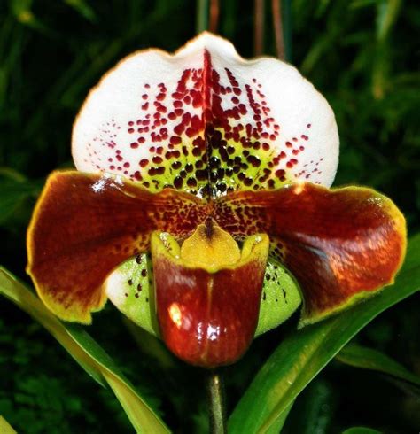 Verschiedene Arten von Orchideenpflanzen Art der Orchidee #Orchideen #arten #orchidee #orchid ...