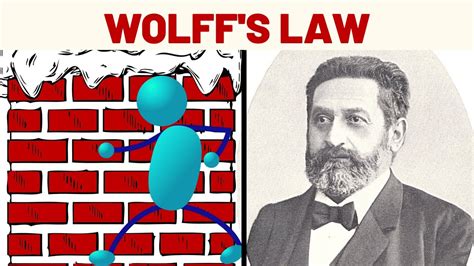 Wolff's Law Explained - YouTube