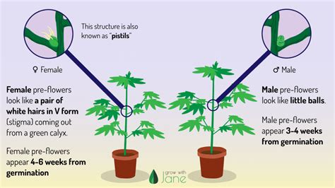 Flowering stage in Cannabis plants