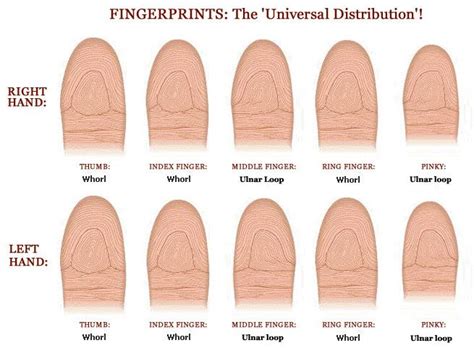 Fingerprints: the universal distribution on the 10 fingers. World Population Statistics, Types ...