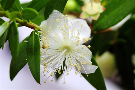 7 Amazing Uses and Benefits of Common Myrtle Flowers