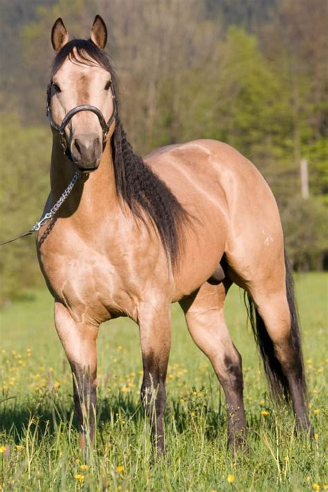 13 Fastest Horse Breeds in the World