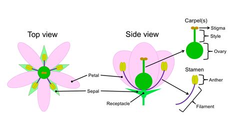 Draw and label a diagram of the following:A carpel.