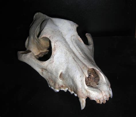 File:Dog Skull.JPG - Wikimedia Commons