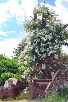 Climbing roses for colour at a higher level - Roses4Gardens