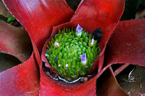 Premium Photo | Red bromeliad with flowers